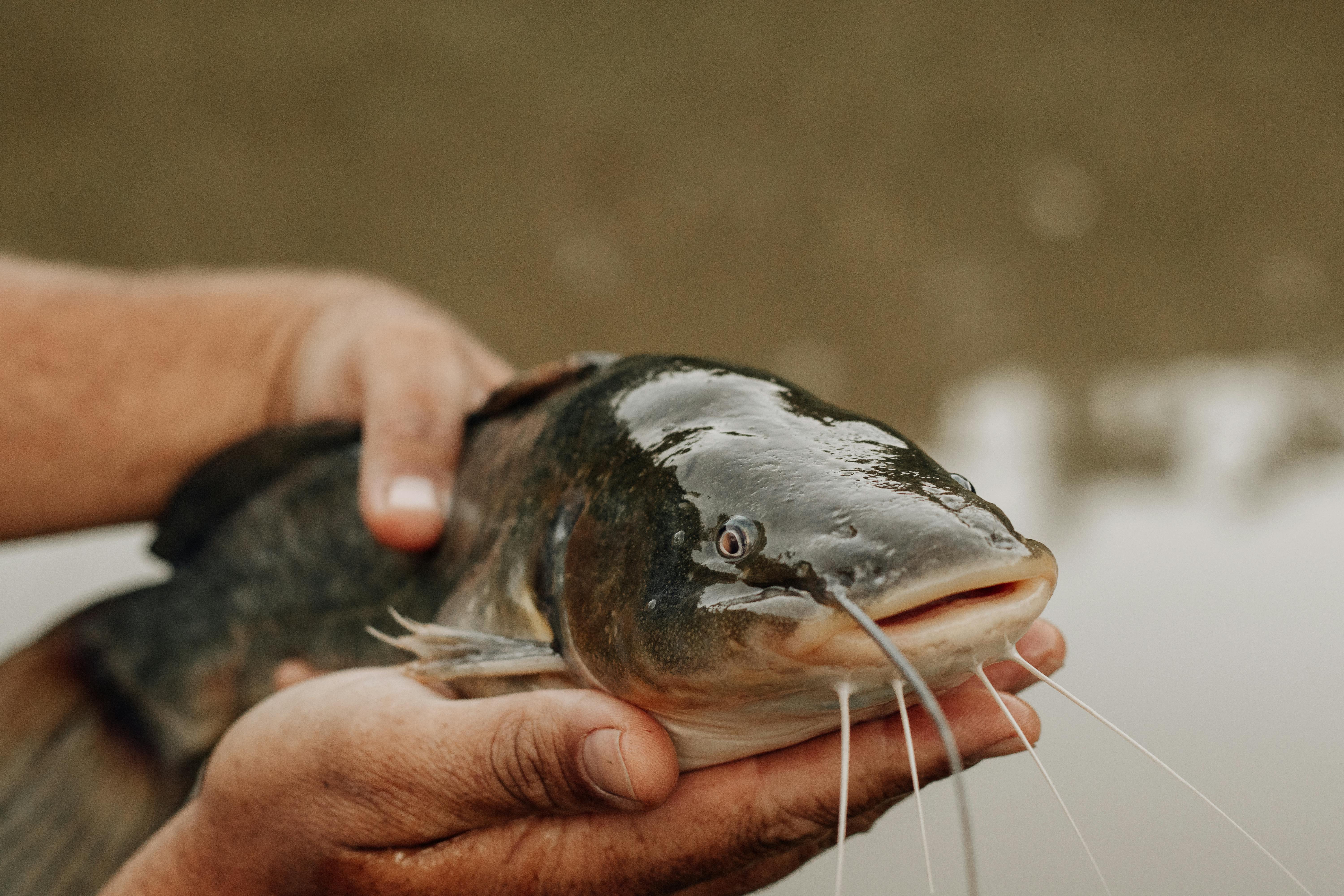 example of a catfish