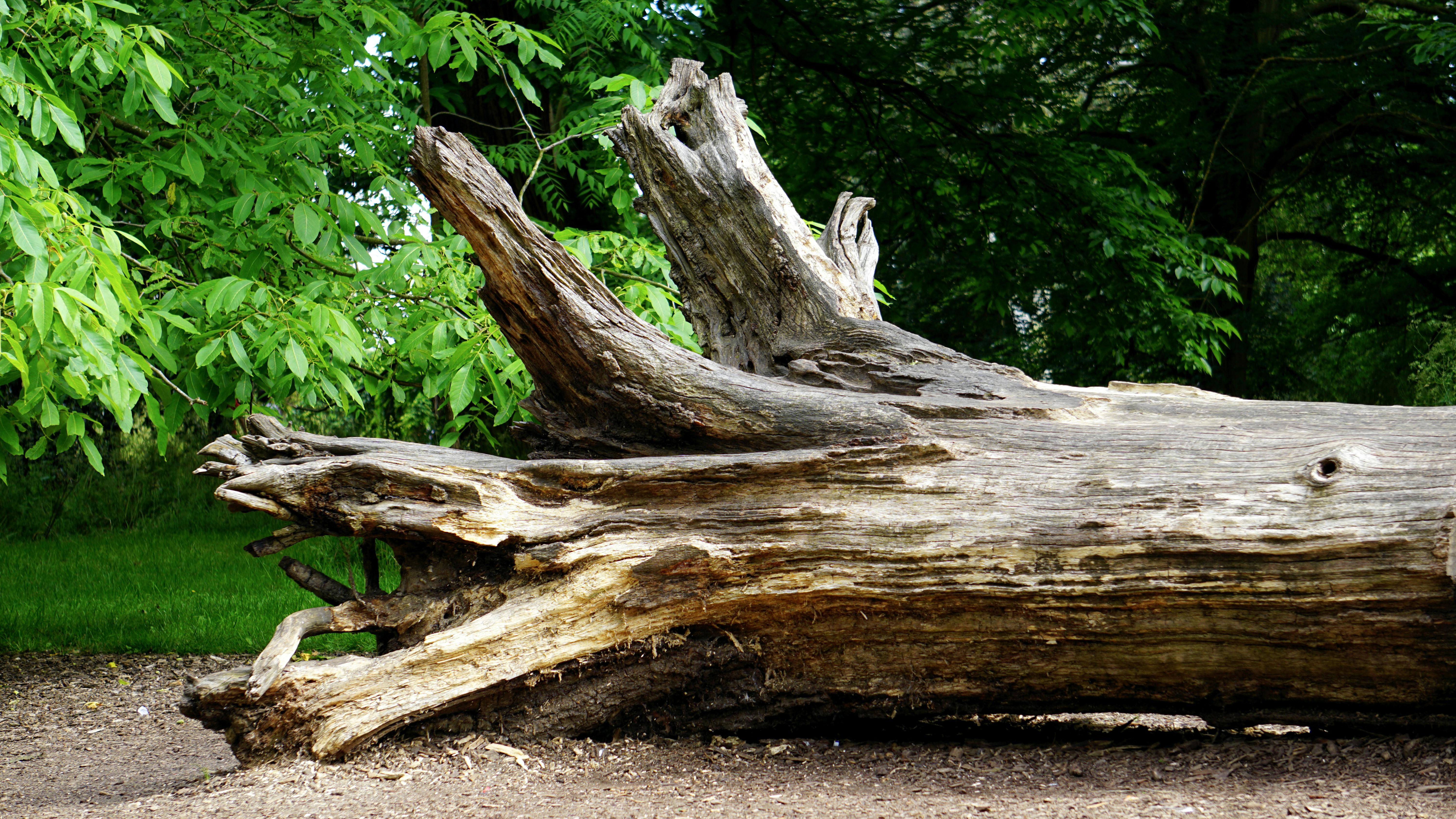 Decomposing log also harbors other organisms that return nutrients to the soil