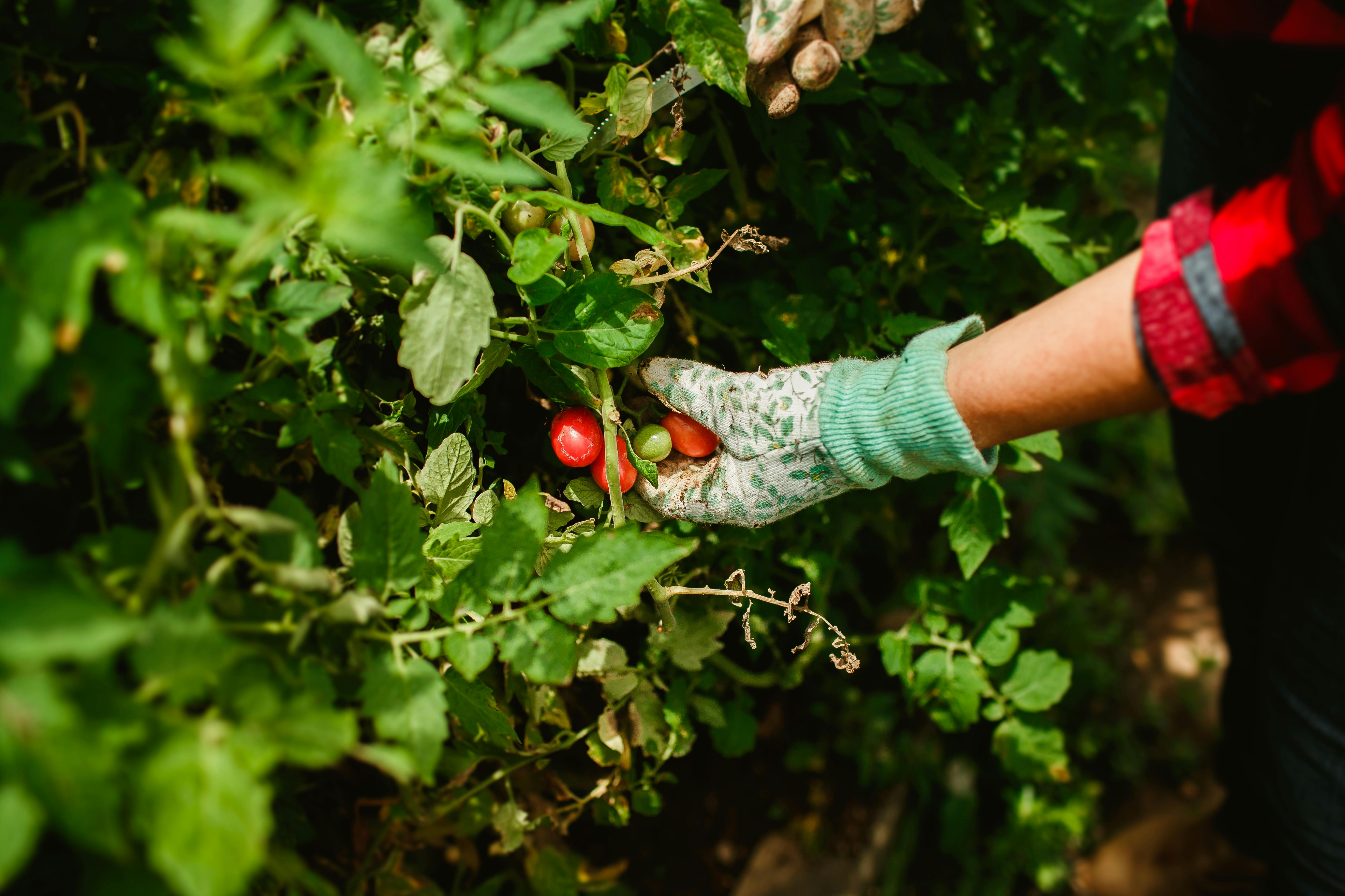 Picking up tomato