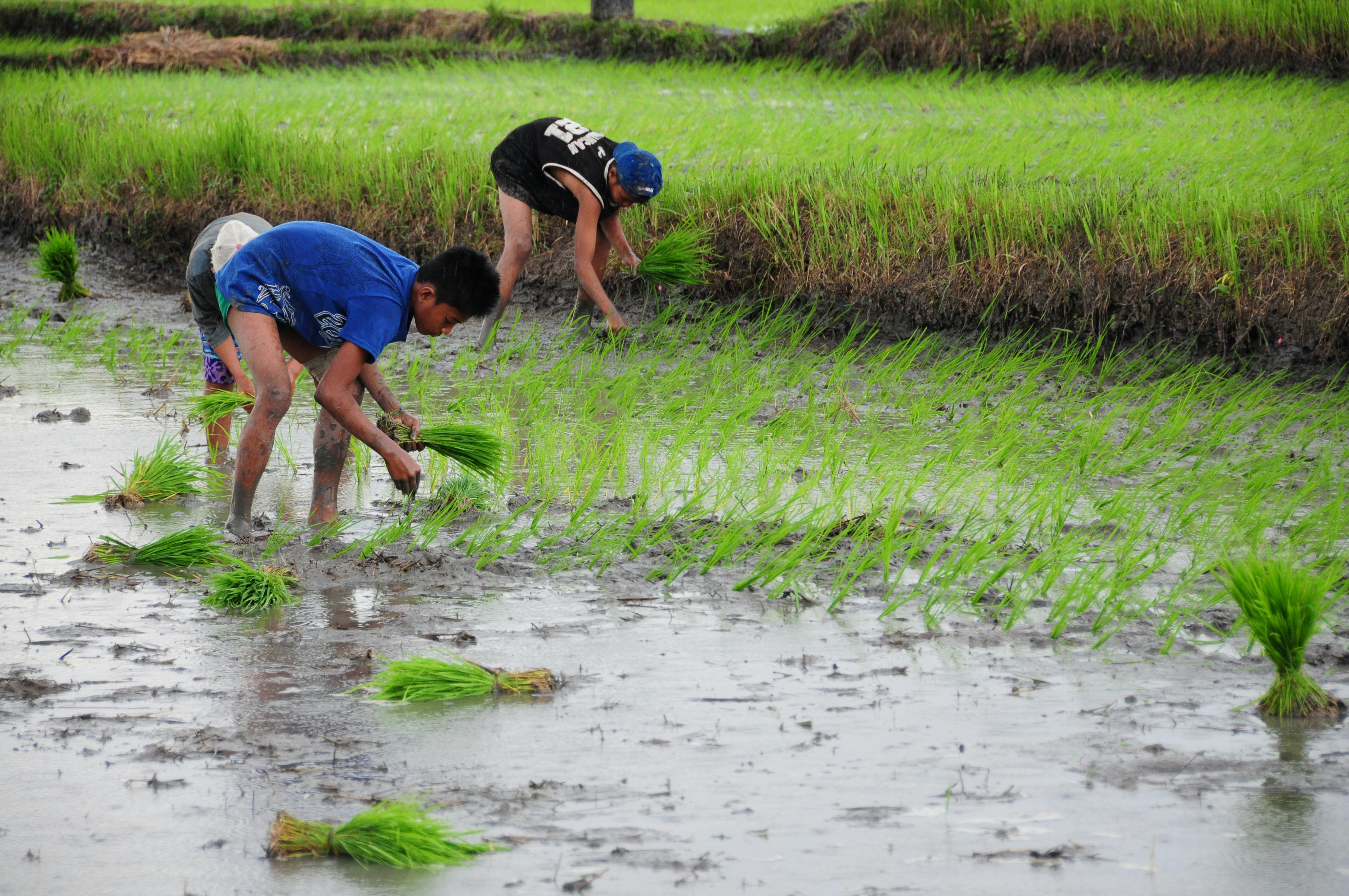 Farmers are essential for our food security as a nation
