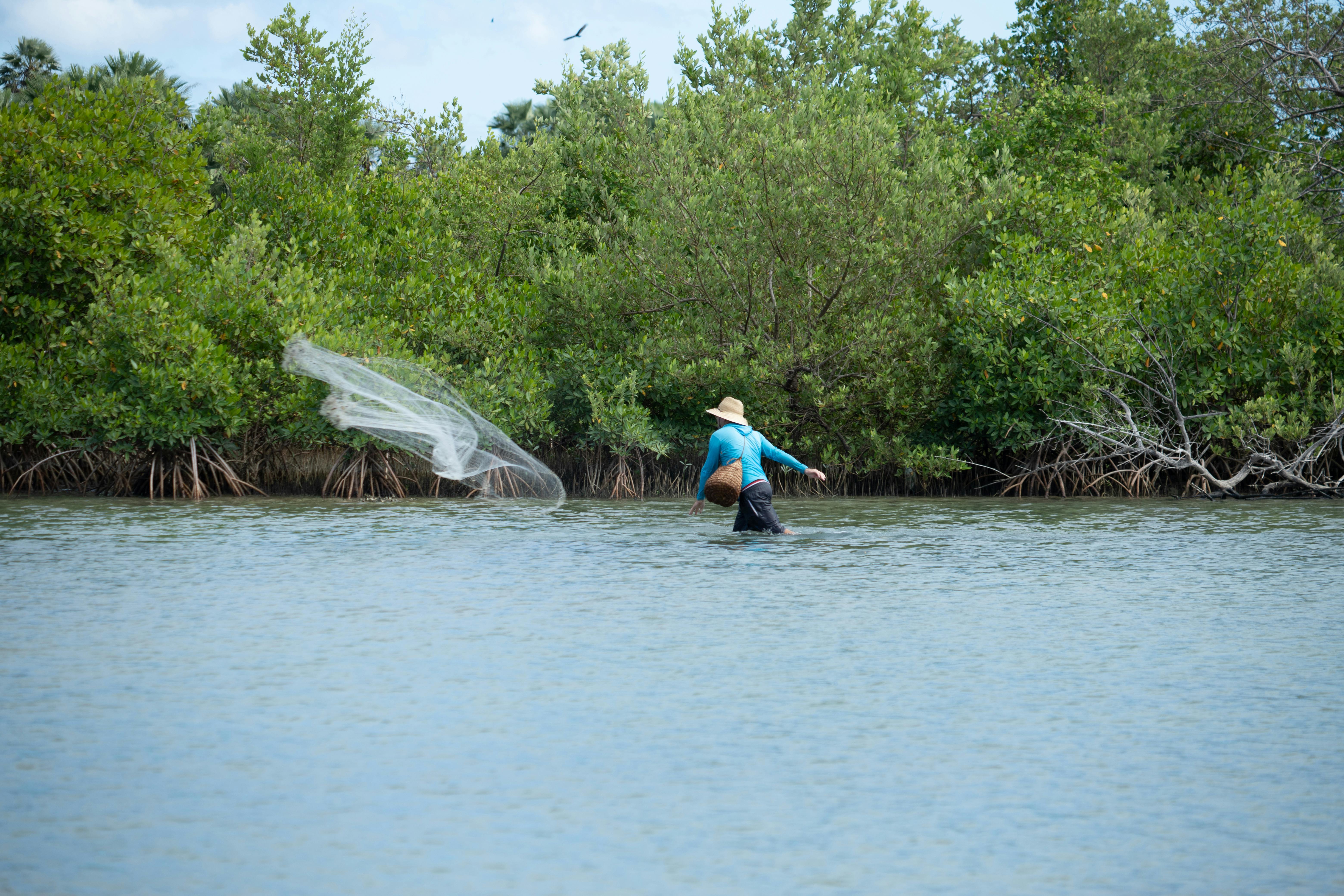 Magrove area where fishers cast their nets