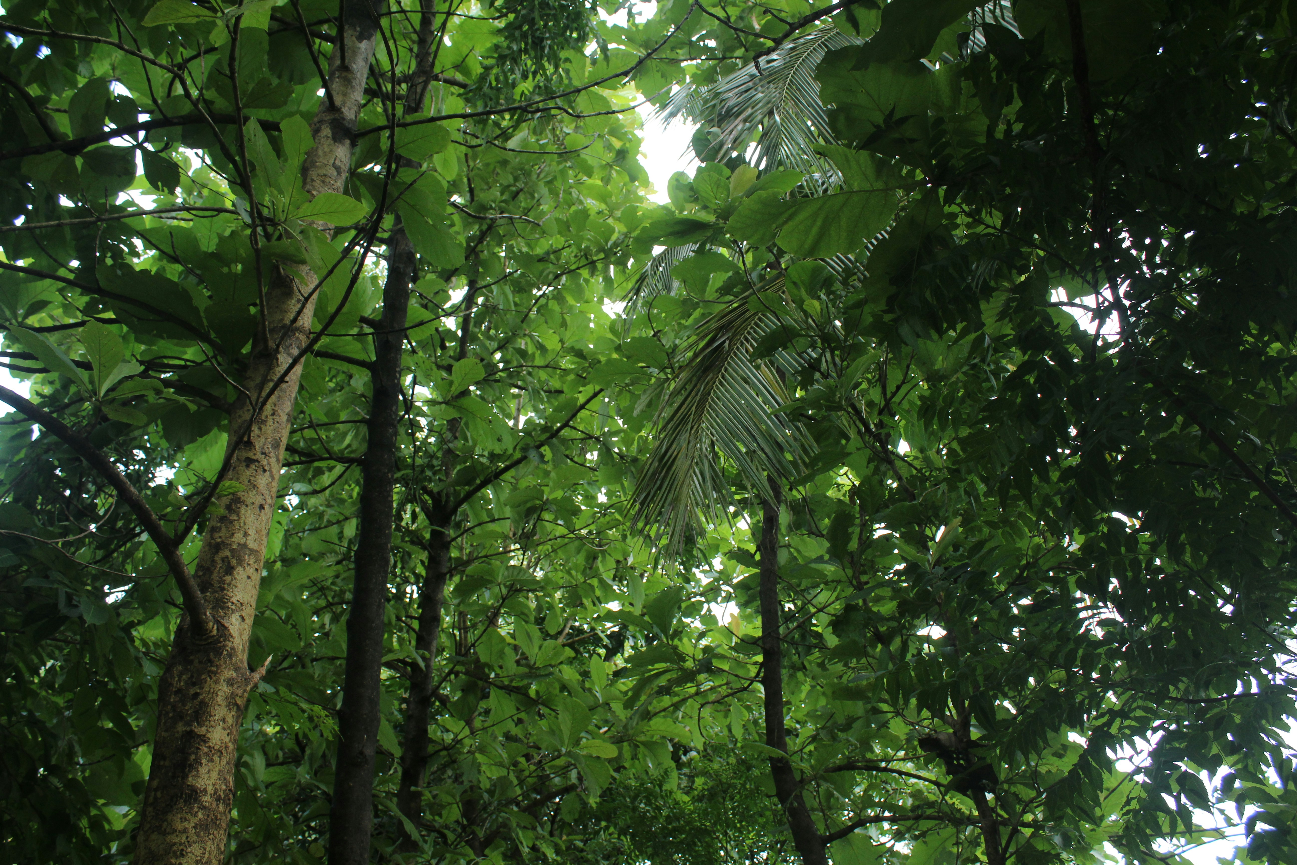 Tree canopy is important in determining its influence over its underbrush plants