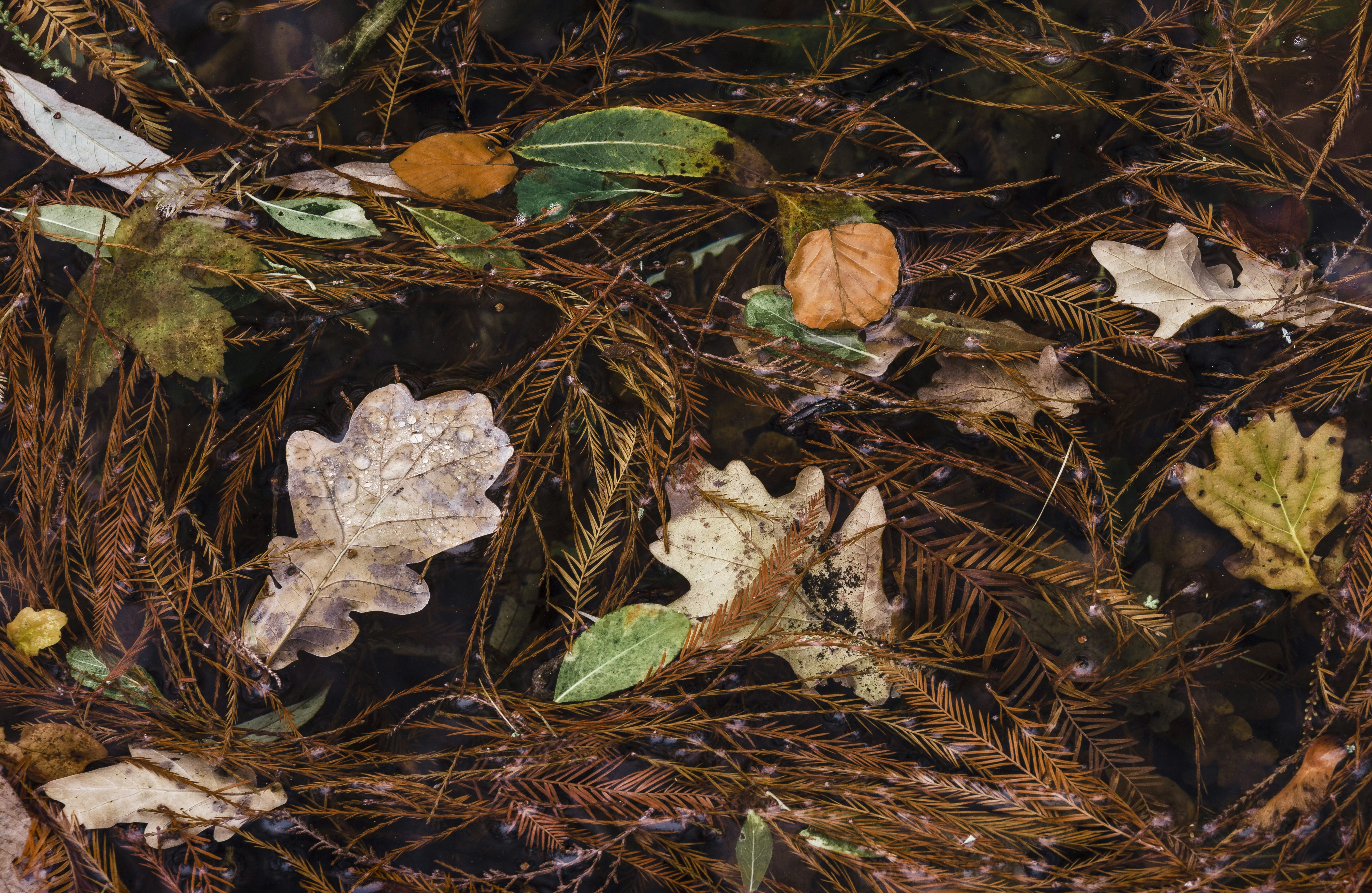 Leaflitters subsidize nutrients and help recycle elements through decomposition