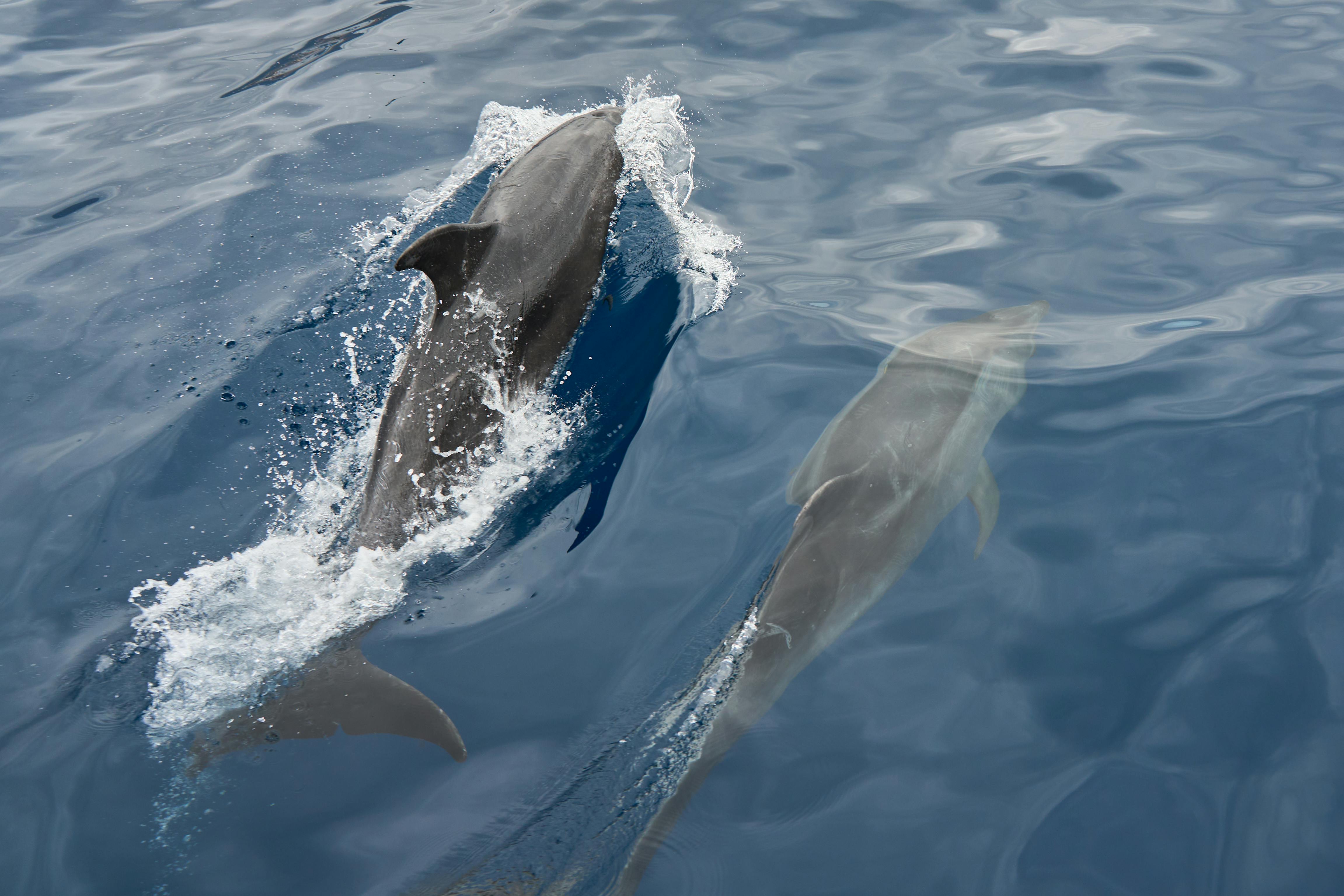 Cetaceans are part of the coastal ecosystem of Mayo bay