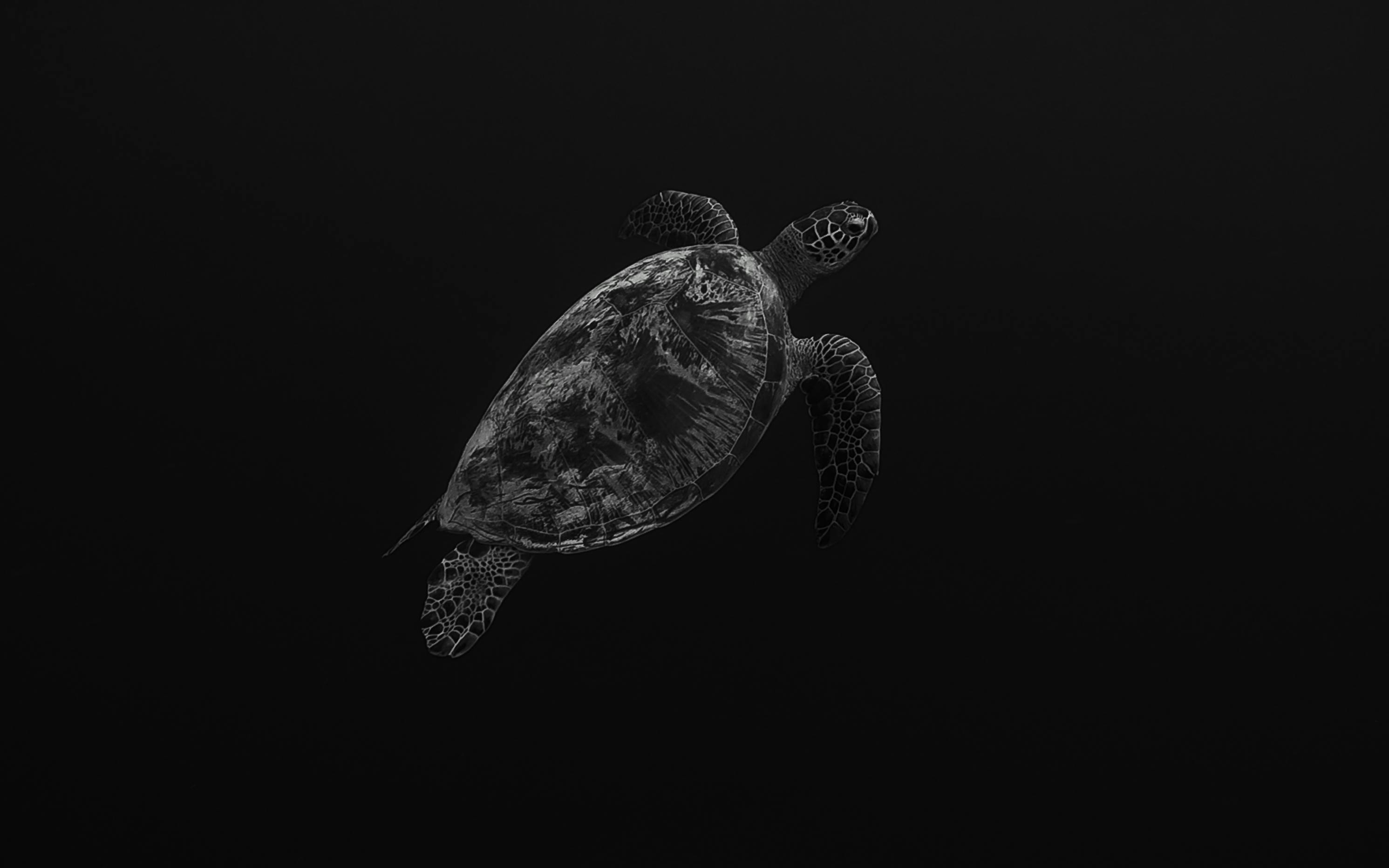 Marine turtle