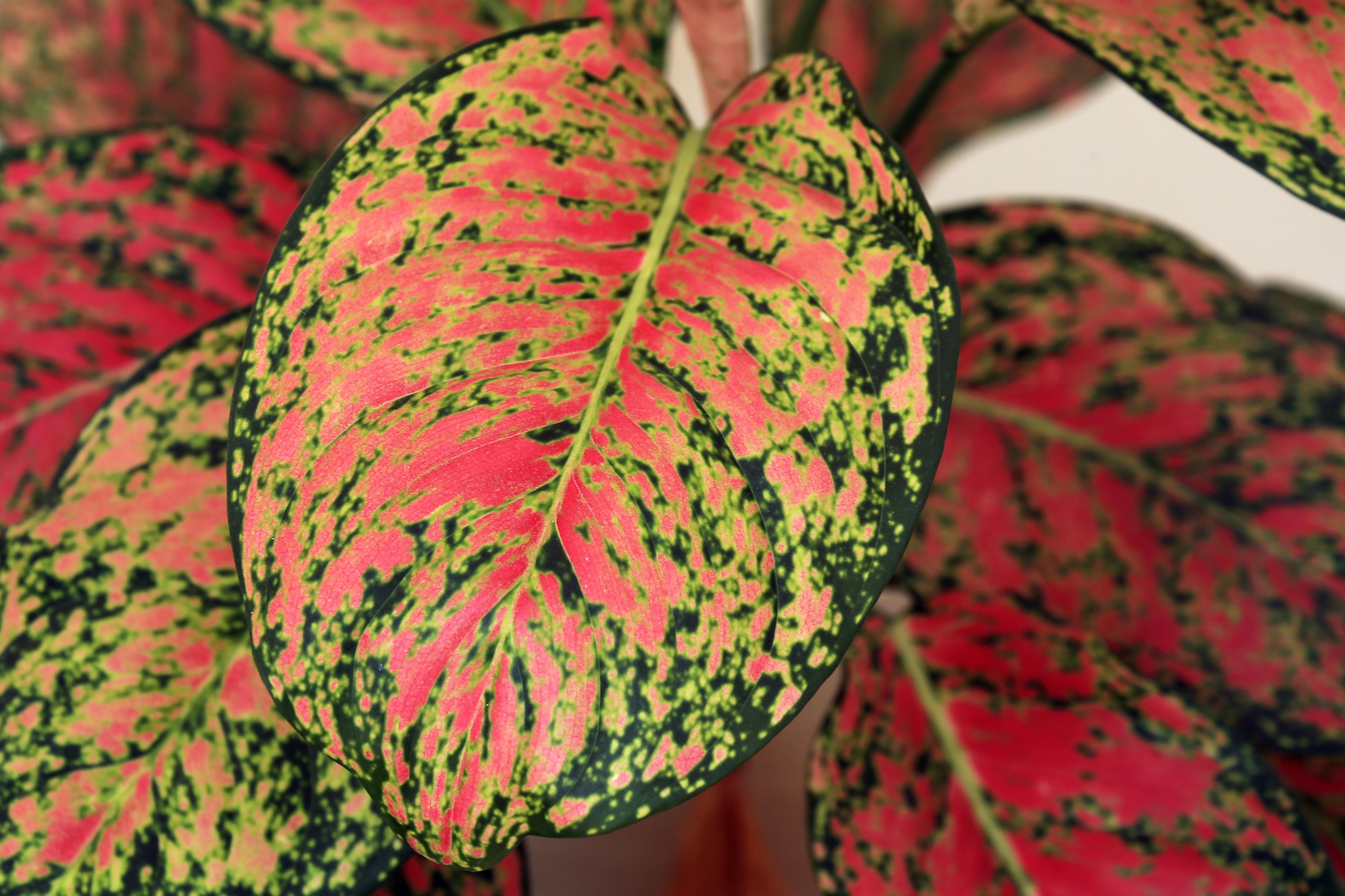 Aglaonema is a common houseplant