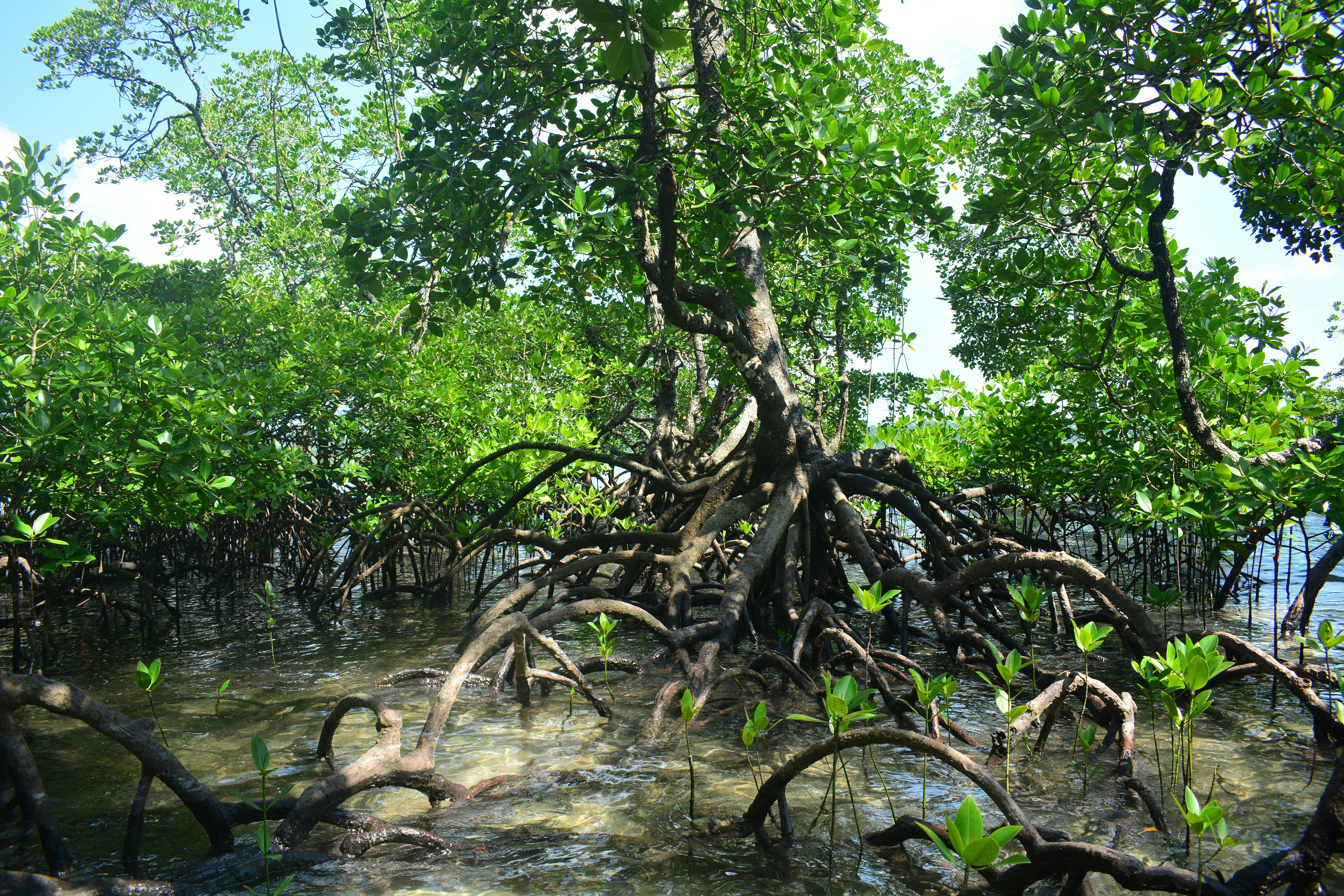 Mangroves are a vanguard against disasters