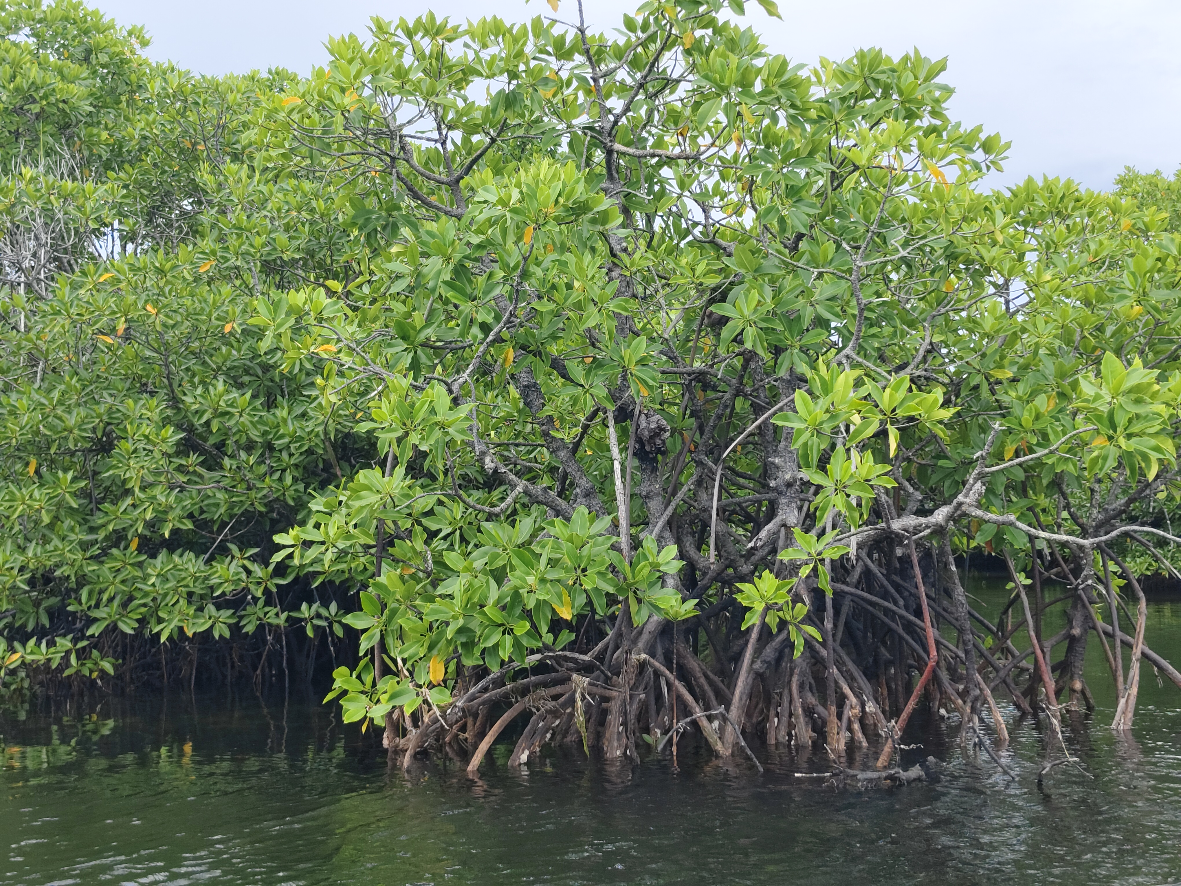 Mangrove protection is essential for conserving mangrove clams