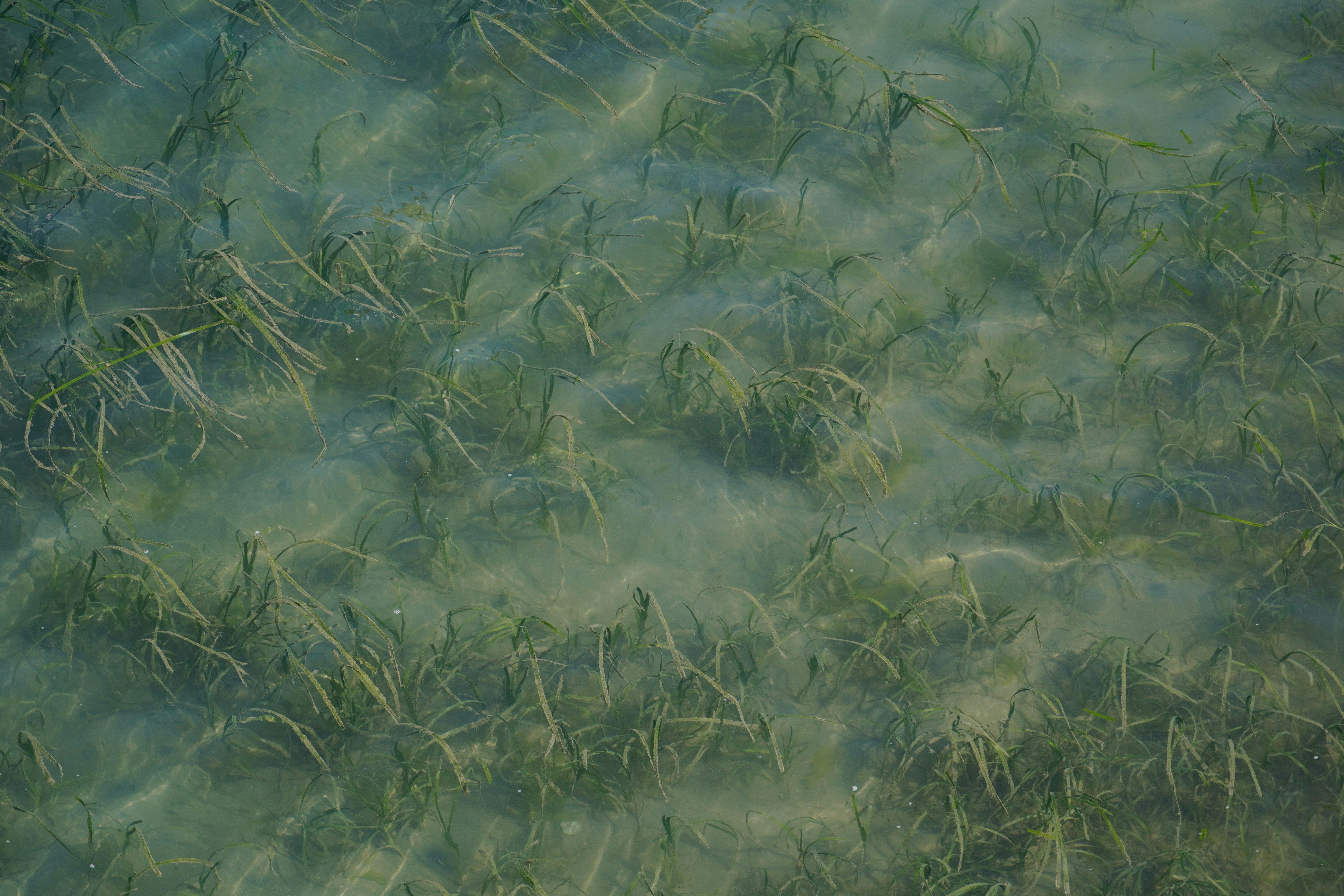 Seagrass distribution and abundance data is urgently needed in the Philippines