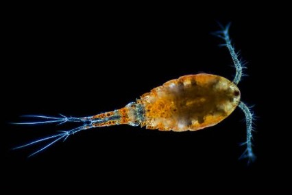 Copepods are zooplanktons that feed on phytoplanktons