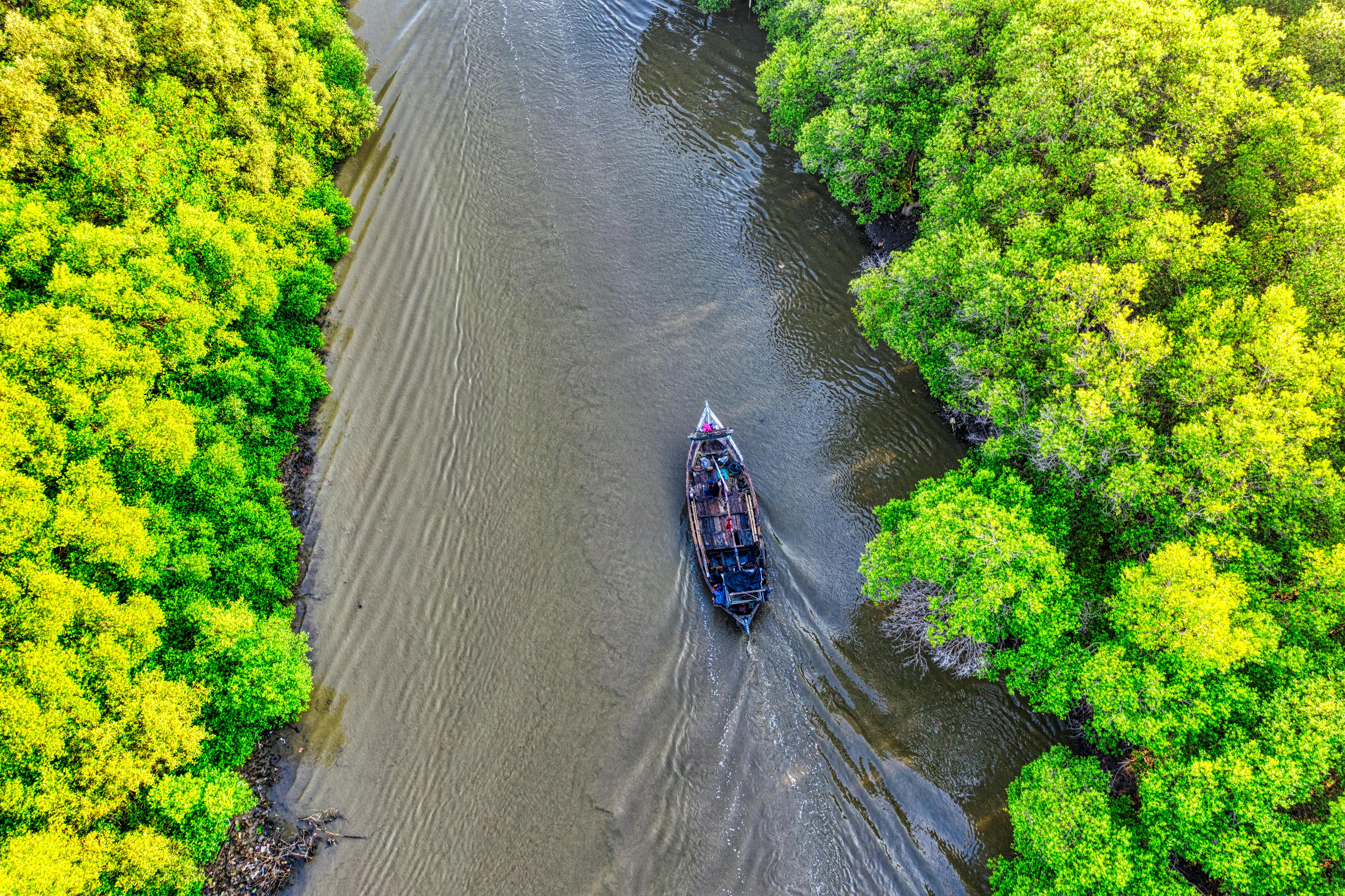 Mangroves are important to prevent coastal flooding and vulnerability to tsunami