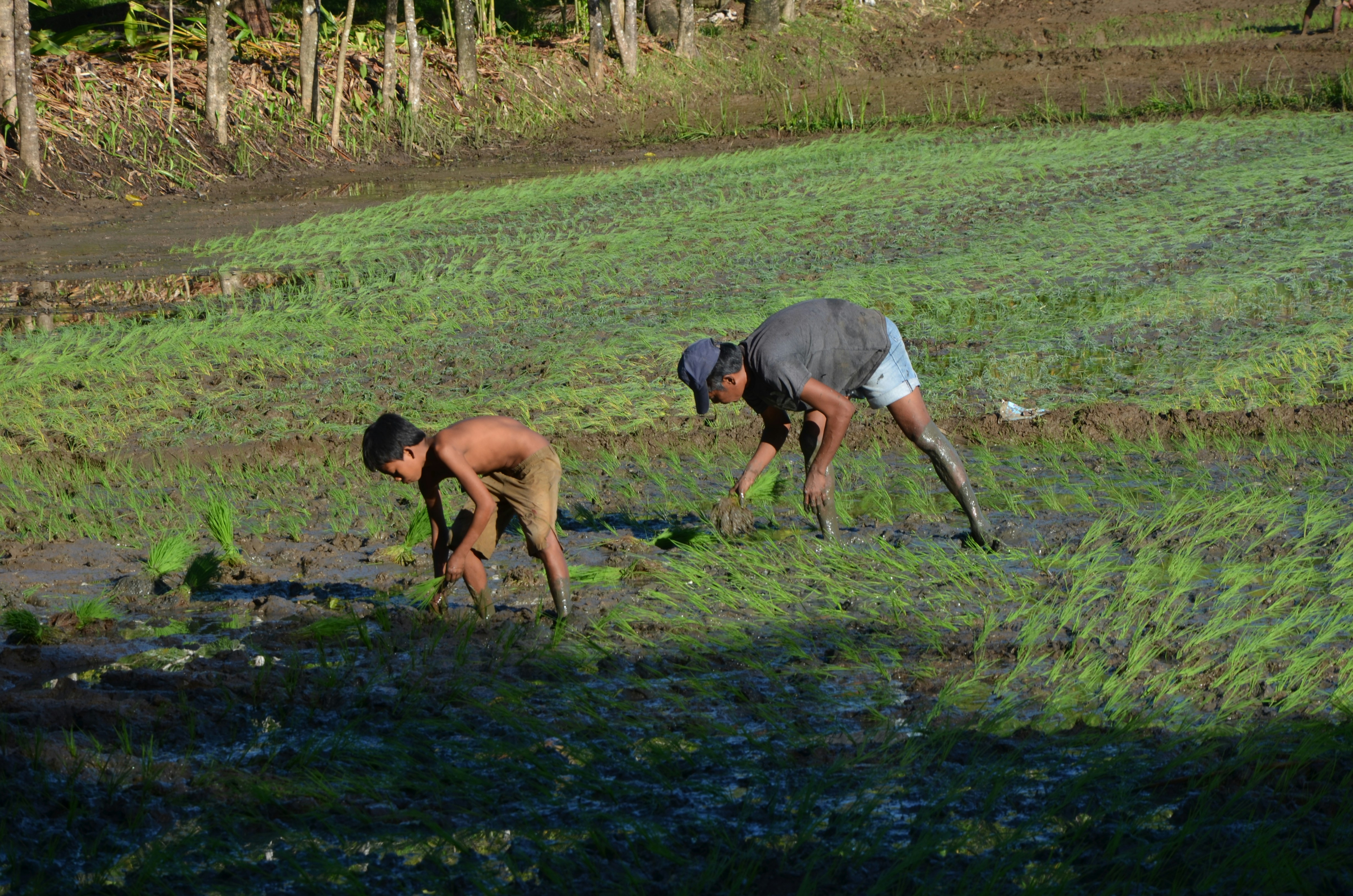 Youths involved in farming are disappearing in the Philippines