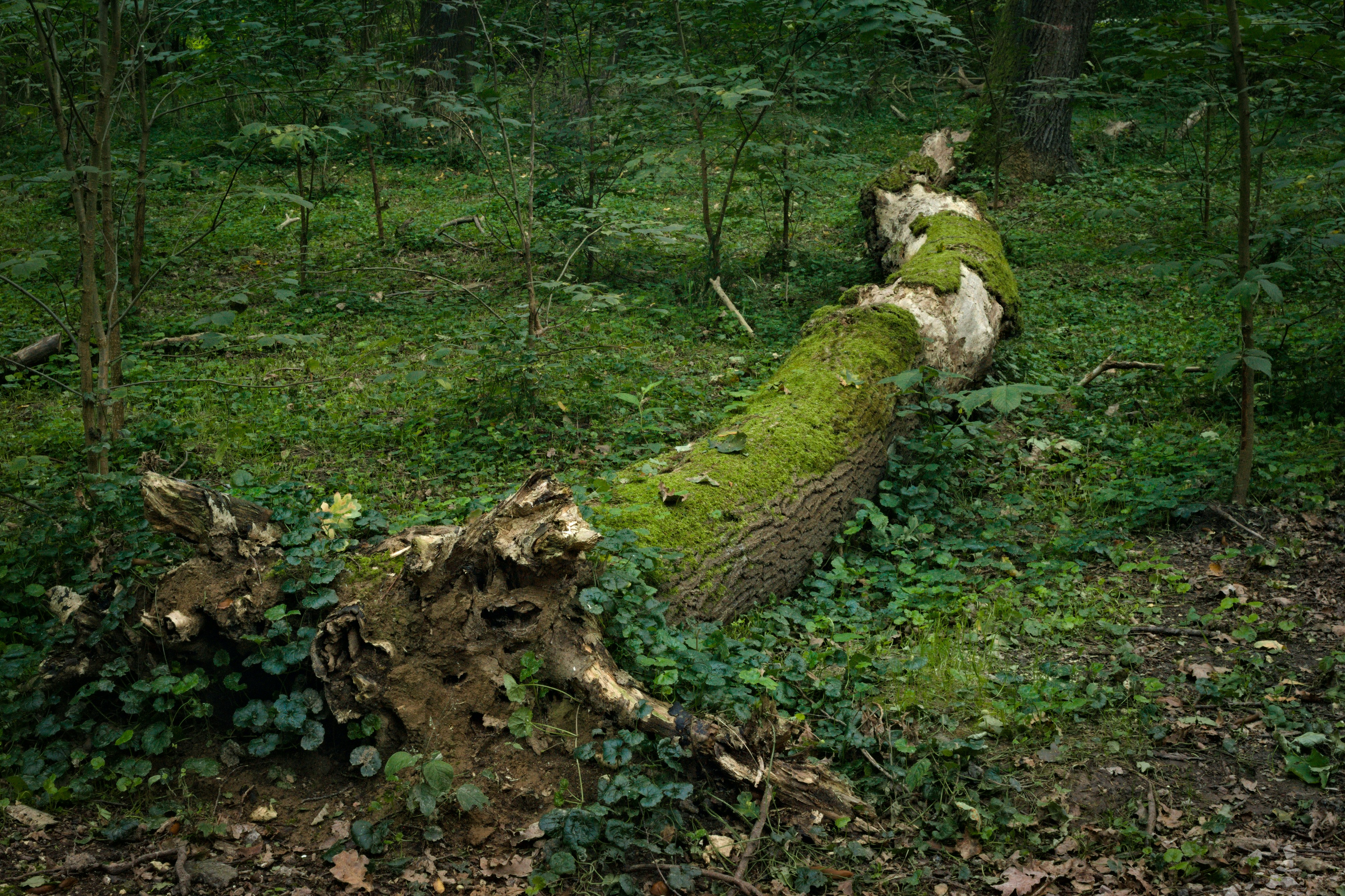 Both abiotic and biotic factors influence log ecosystem