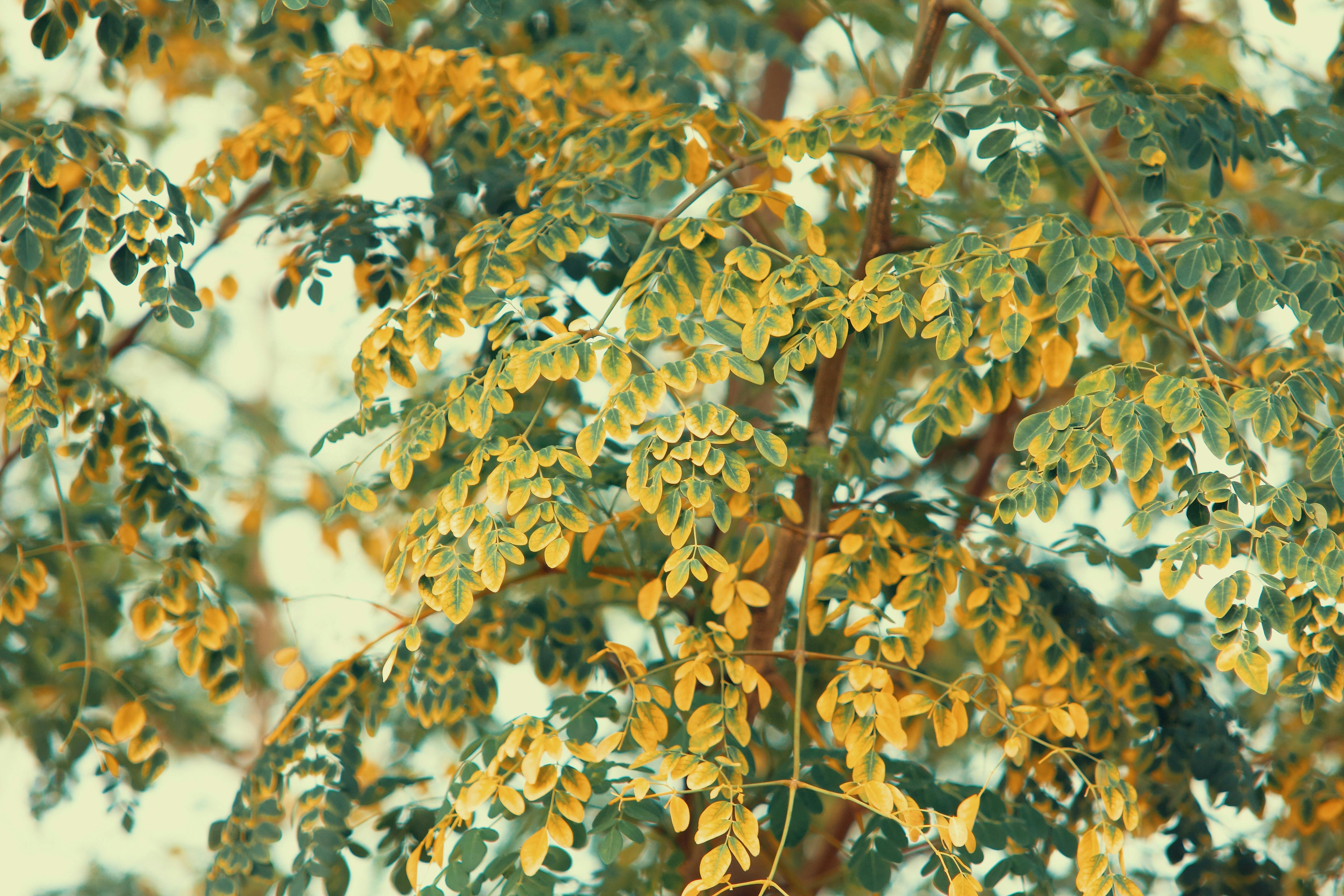 A useful tree known for its biostimulant functions