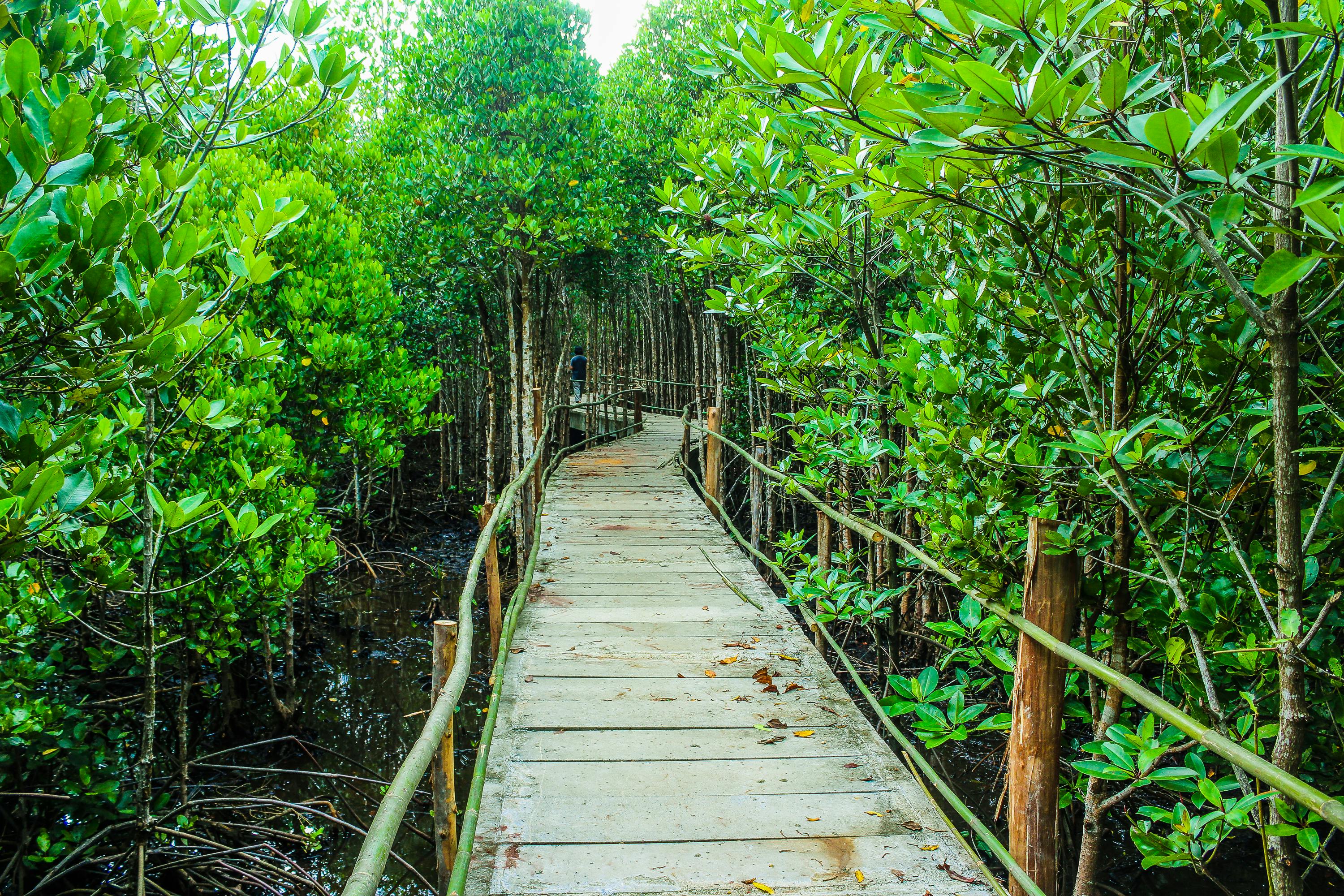 Mangrove forests are very useful both as a habitat for fish and invertebrates and sink for carbon dioxide