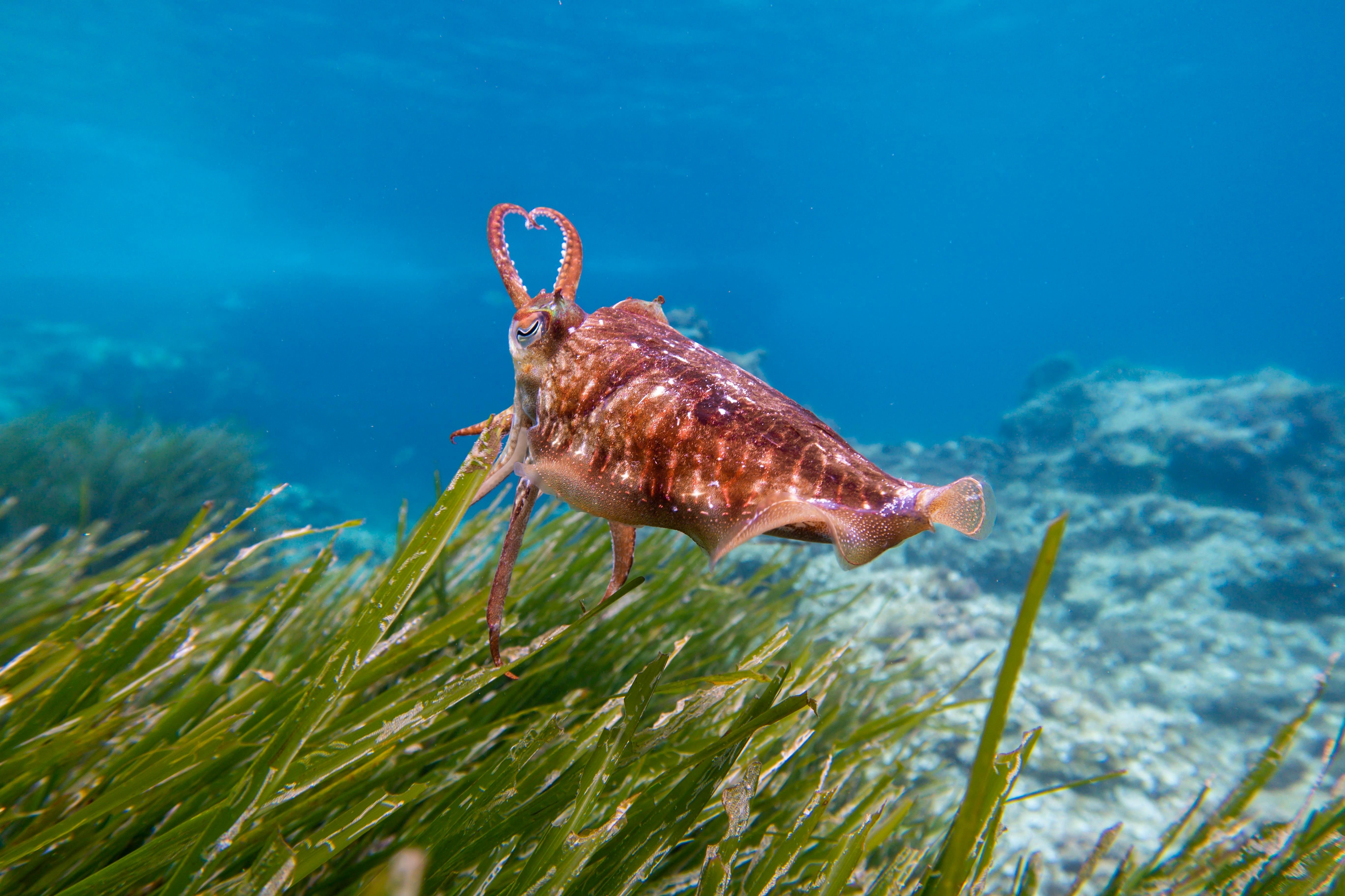 Seagrass beds are good habitation and grazing areas for various invertebrates including the Dugong in Pujada bay