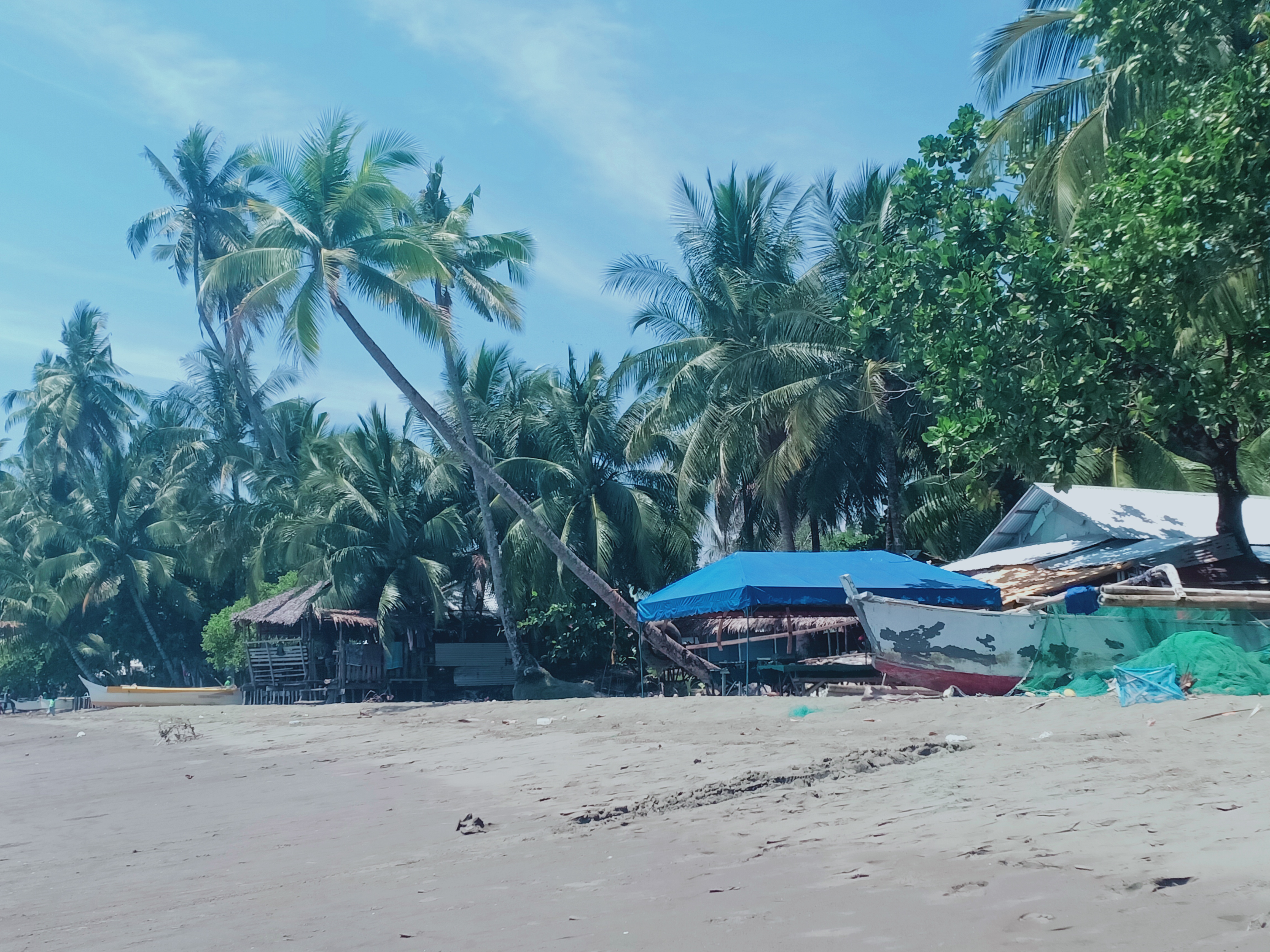 Often times, disturbed coastal forests are already dominated by a few species of trees like coconut and umbrella trees
