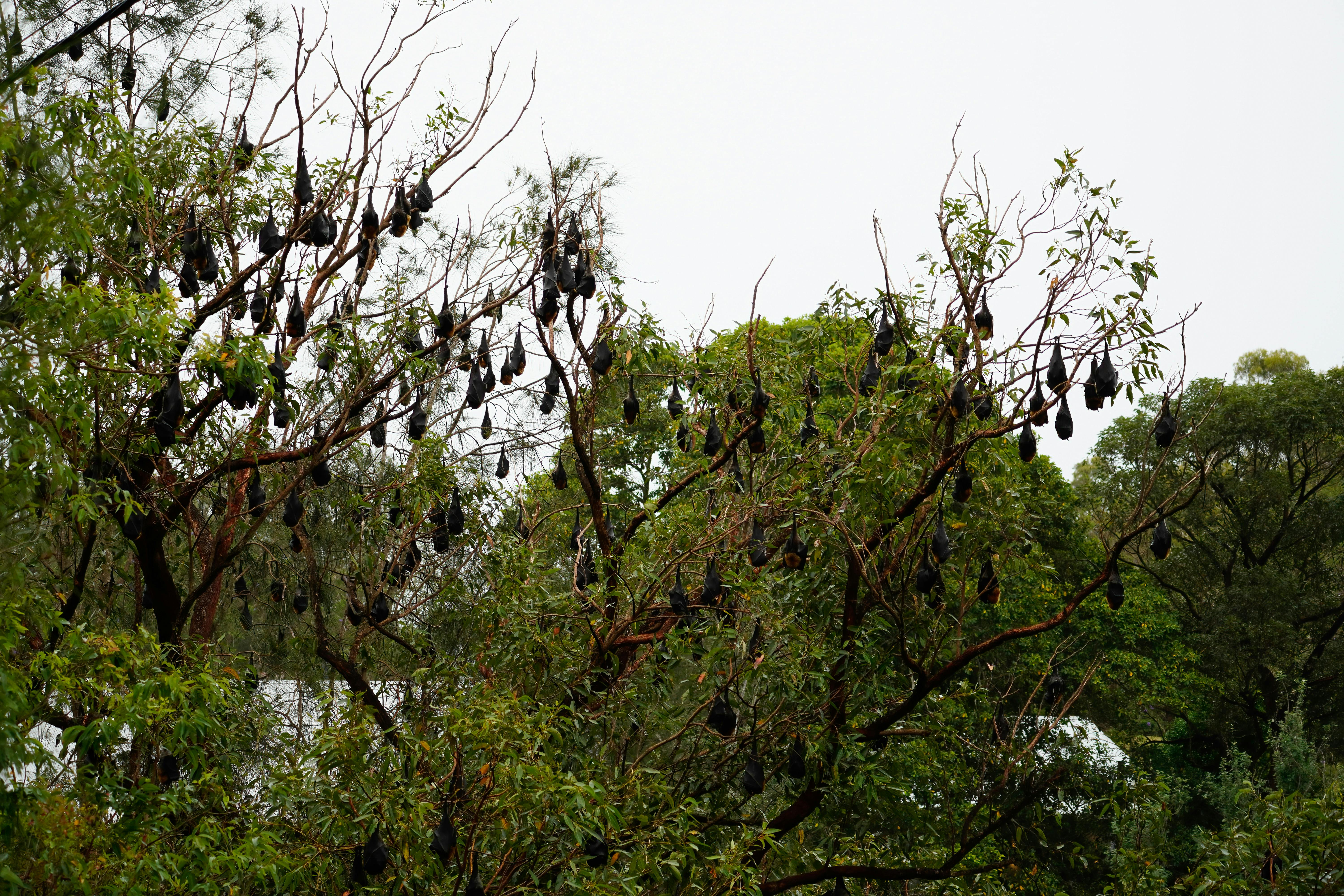 flying foxes roosting on trees