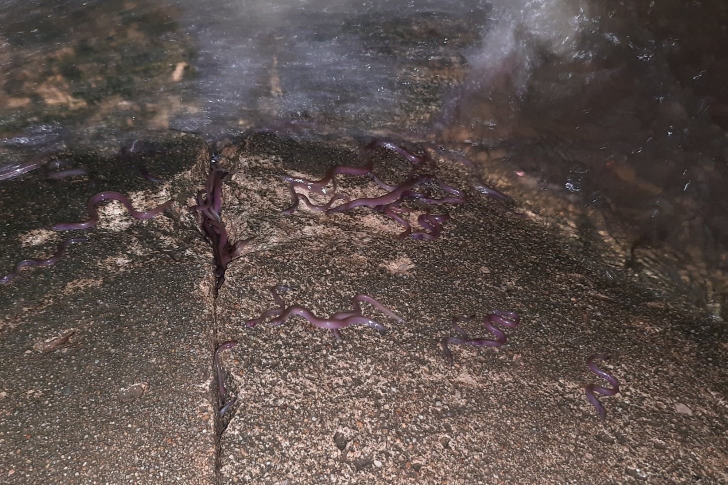 Elvers from fieldwork