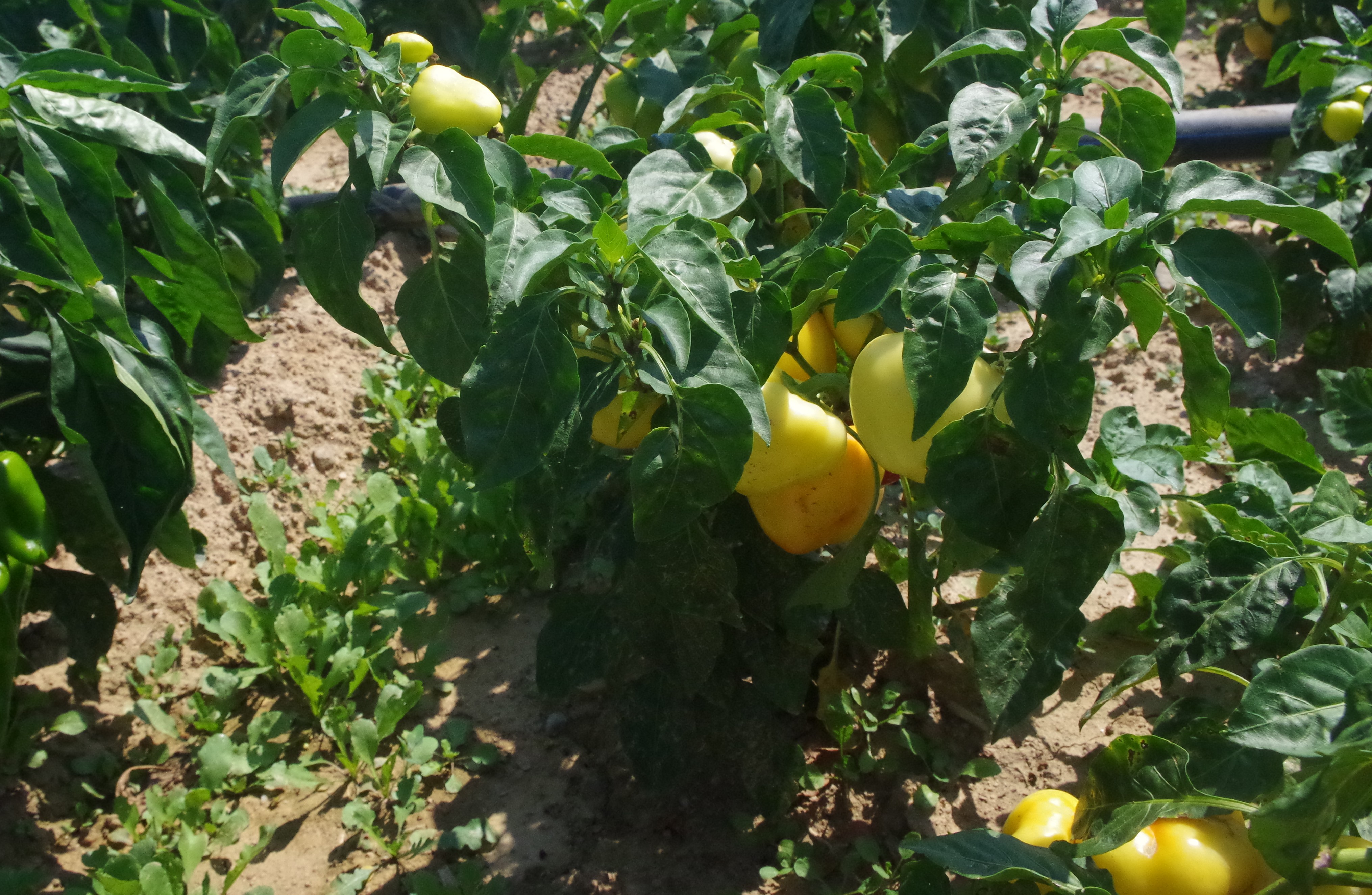 Bell pepper