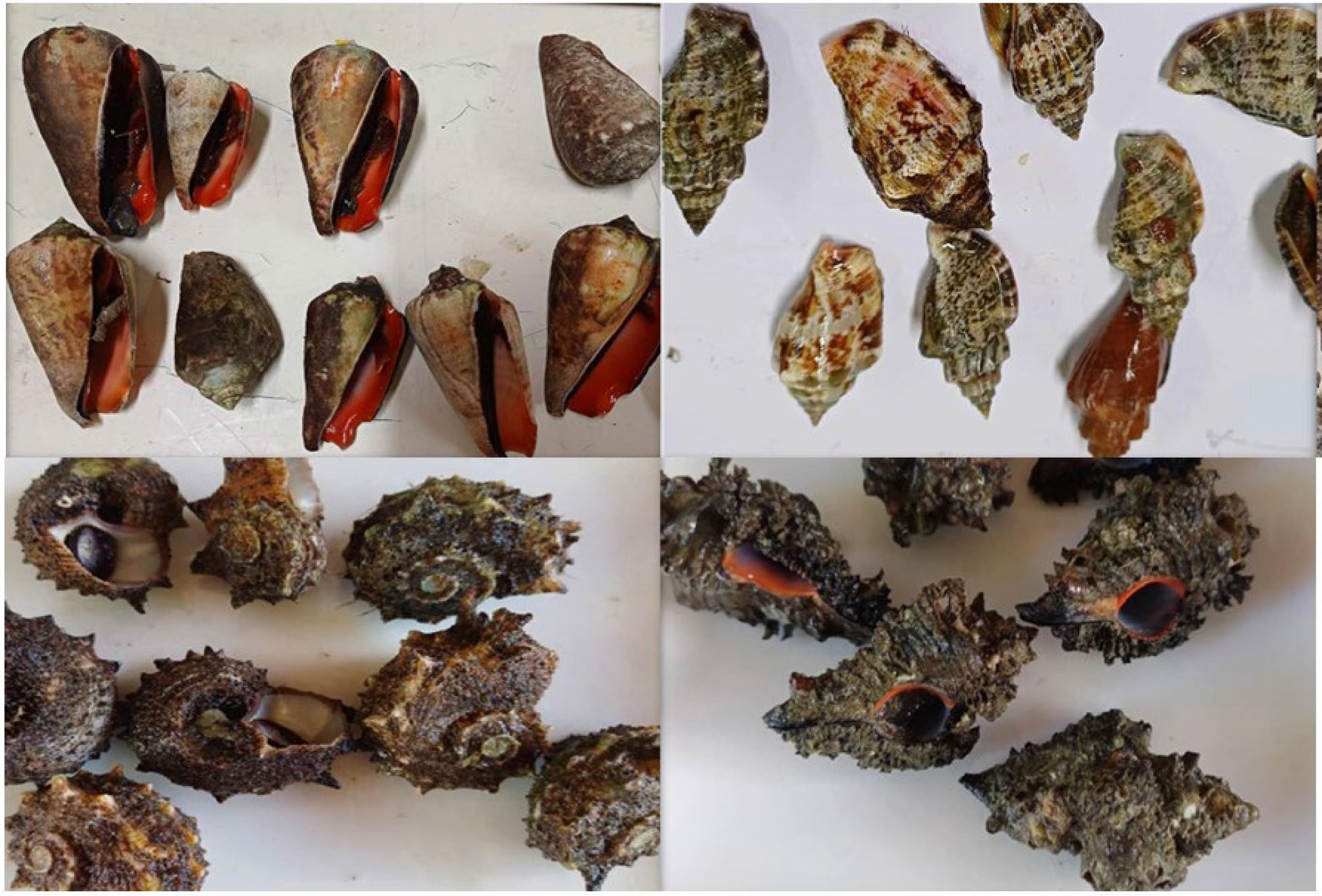 gastropods