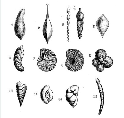 Forams are useful microscopic and benthic animals