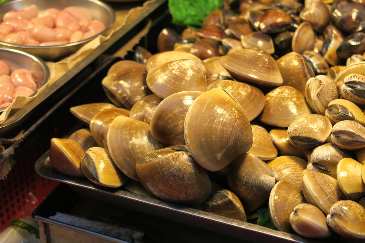 Clams are very useful as protein sources in various coastal communities