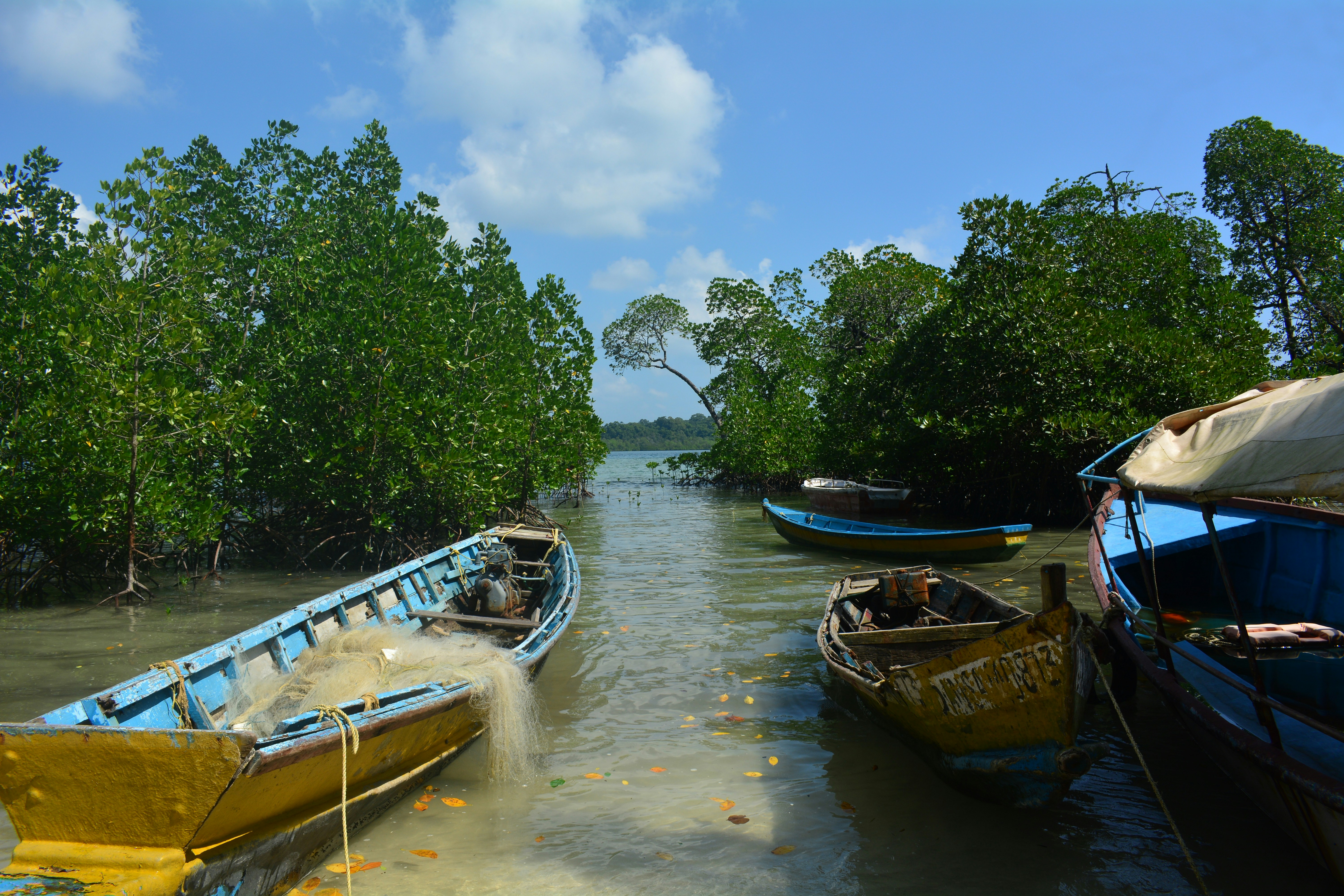 Mangroves are habitat area for clams and in order to protect the clams, the mangroves must be protected